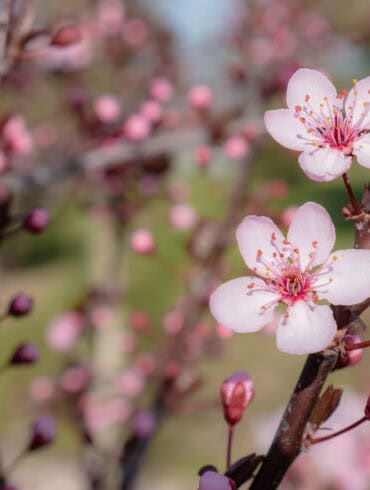 Sakuros auginimas Lietuvoje