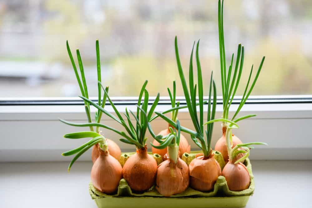 Svogūnų laiškų auginimas ant palangės / Shutterstock