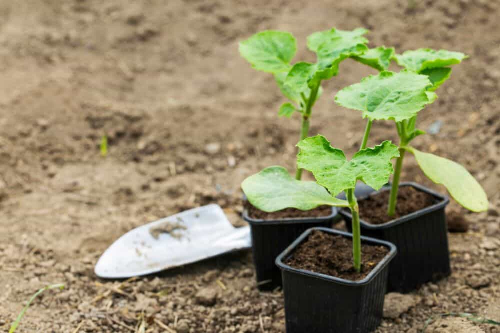 Kada sėti moliūgus: auginimas iš daigų / Shutterstock