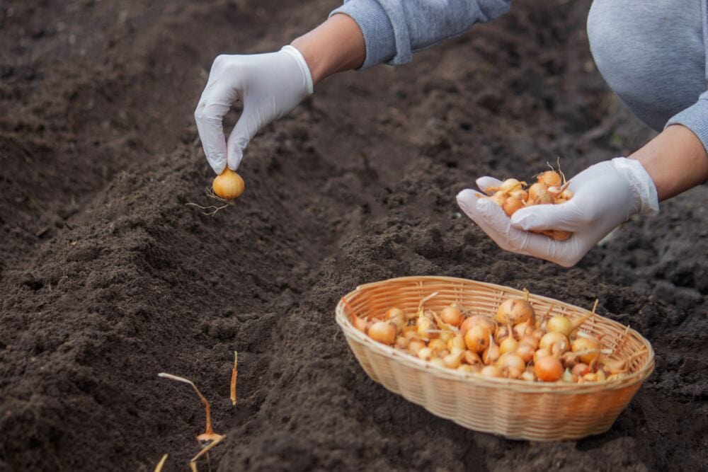 Kada sodinti svogūnus 2026: sodinimas iš sodinukų / Shutterstock