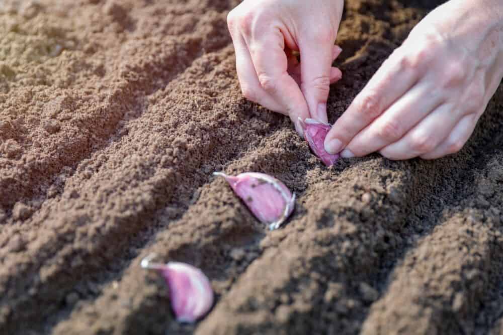 Vasarinių česnakų sodinimas / Shutterstock
