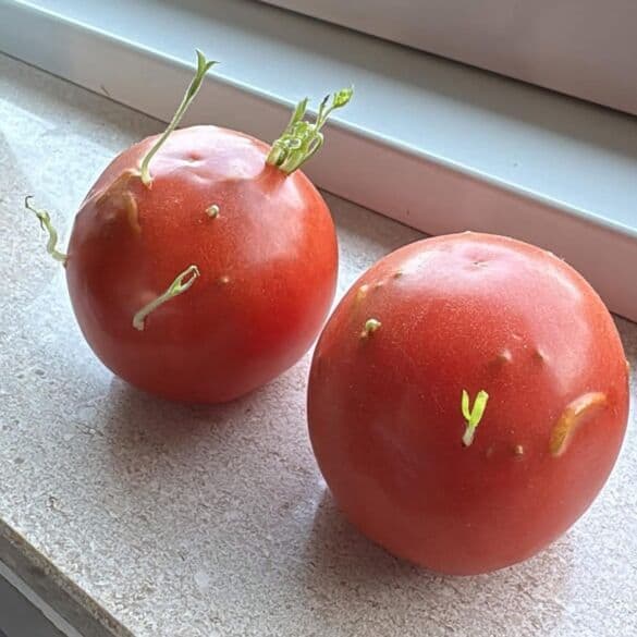 Sudygę pomidorai