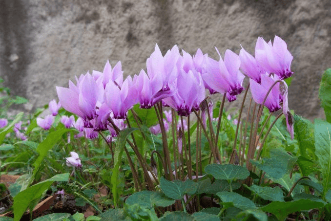 Ciklamenas / Shutterstock