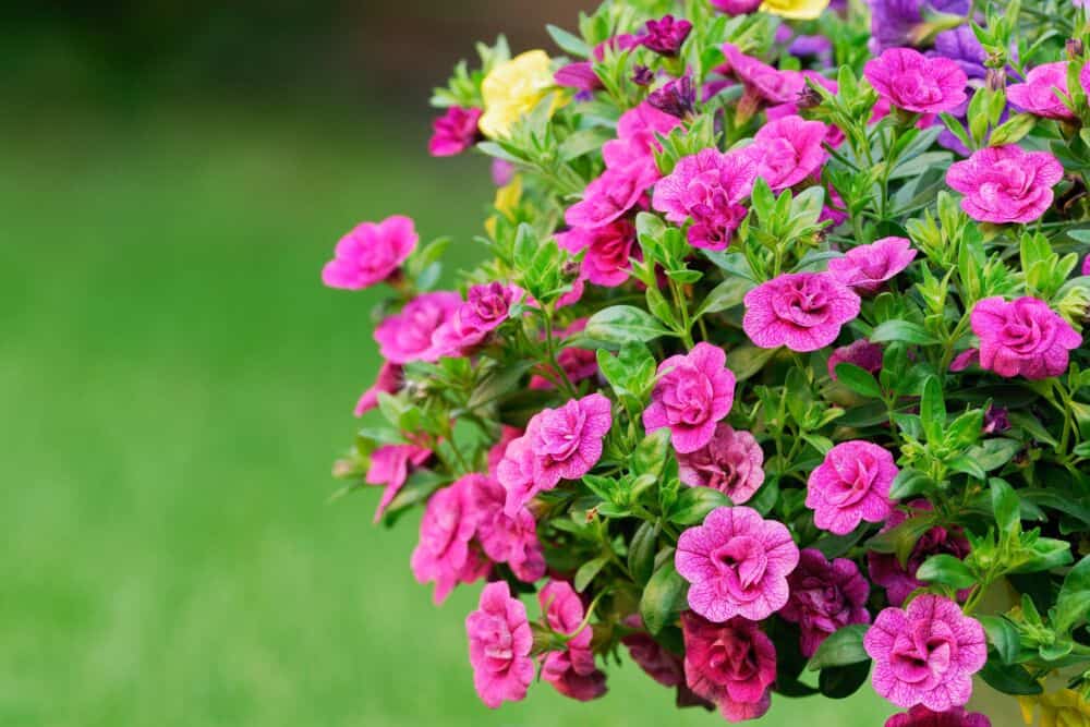 Smulkiažiedės kalibrahojos „Million Bells“ / Shutterstock