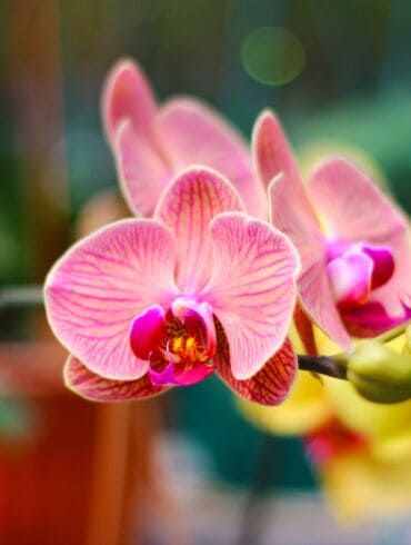 Orchidėjos