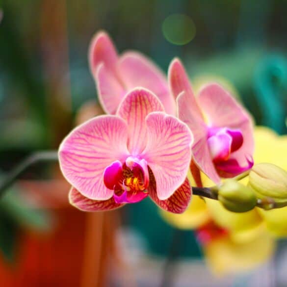 Orchidėjos