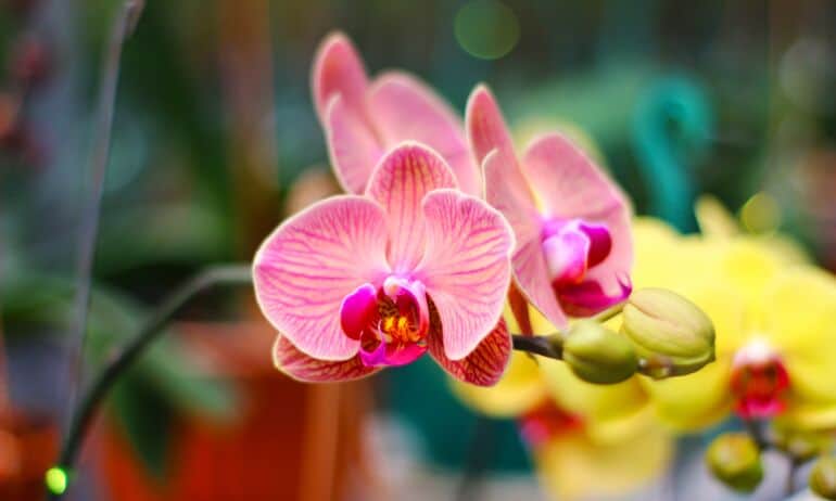 Orchidėjos