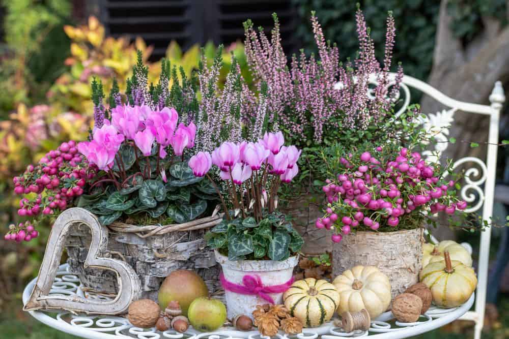 Ciklamenai su rudens dekoracijomis / Shutterstock