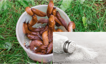Druska nuo šliužų: kaip naudoti