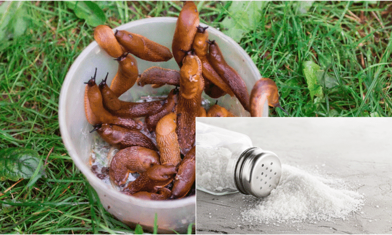 Druska nuo šliužų: kaip naudoti