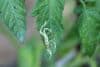 Lapgraužių mineriuotojų (leaf miners) pažeisti pomidorų lapai