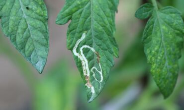 Lapgraužių mineriuotojų (leaf miners) pažeisti pomidorų lapai