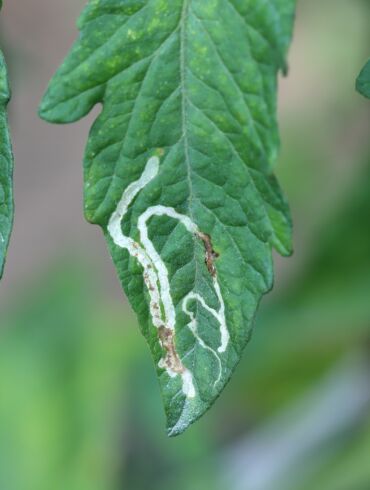 Lapgraužių mineriuotojų (leaf miners) pažeisti pomidorų lapai