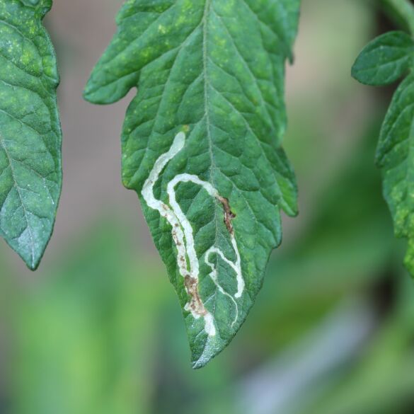 Lapgraužių mineriuotojų (leaf miners) pažeisti pomidorų lapai