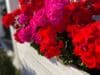 Pelargonijos