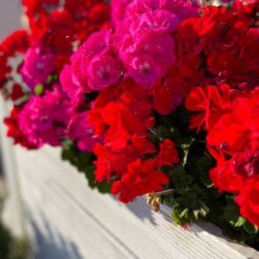 Pelargonijos