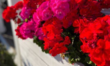 Pelargonijos