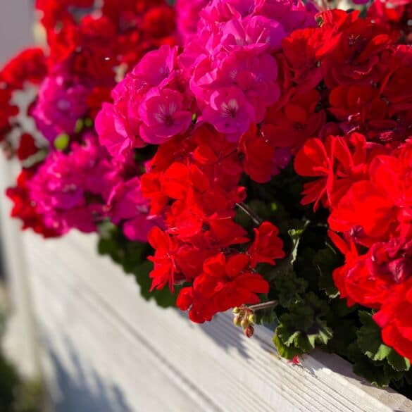 Pelargonijos