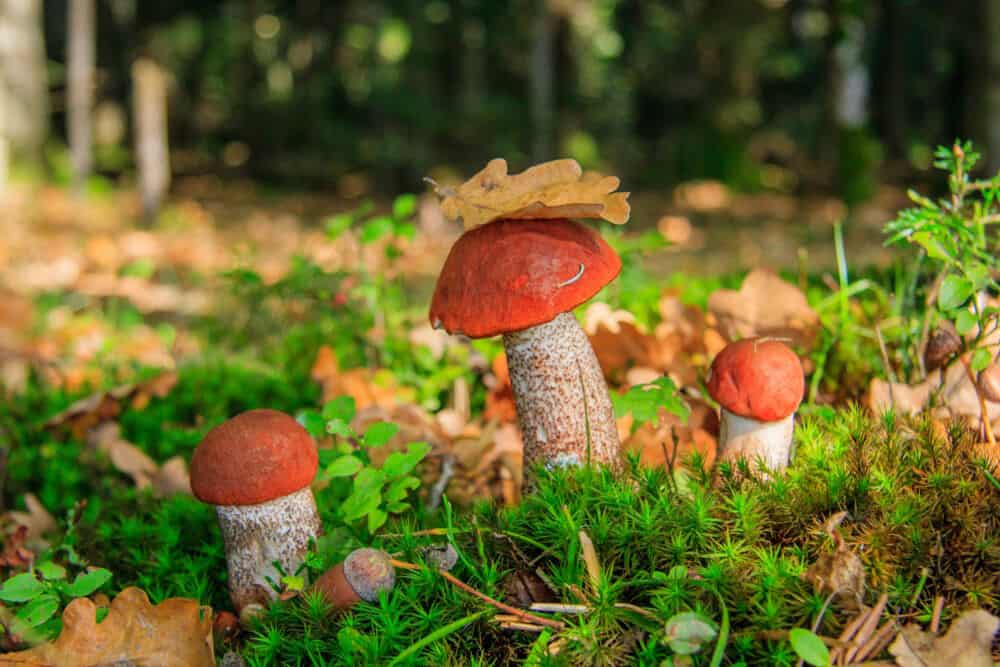grybai raudonvirsiai