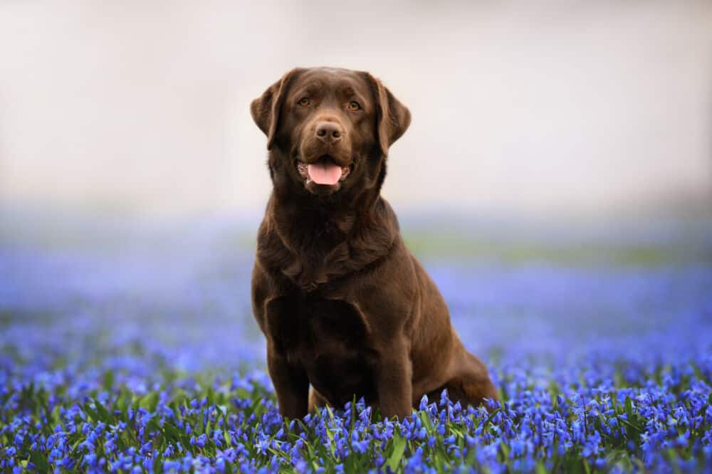 labradoras