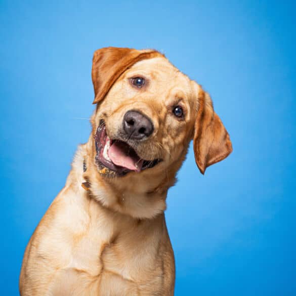 labradoro retriveris