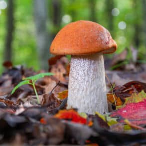 Raudonviršis su ryškiai oranžine kepure ant miško samanų