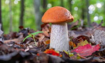 Raudonviršis su ryškiai oranžine kepure ant miško samanų