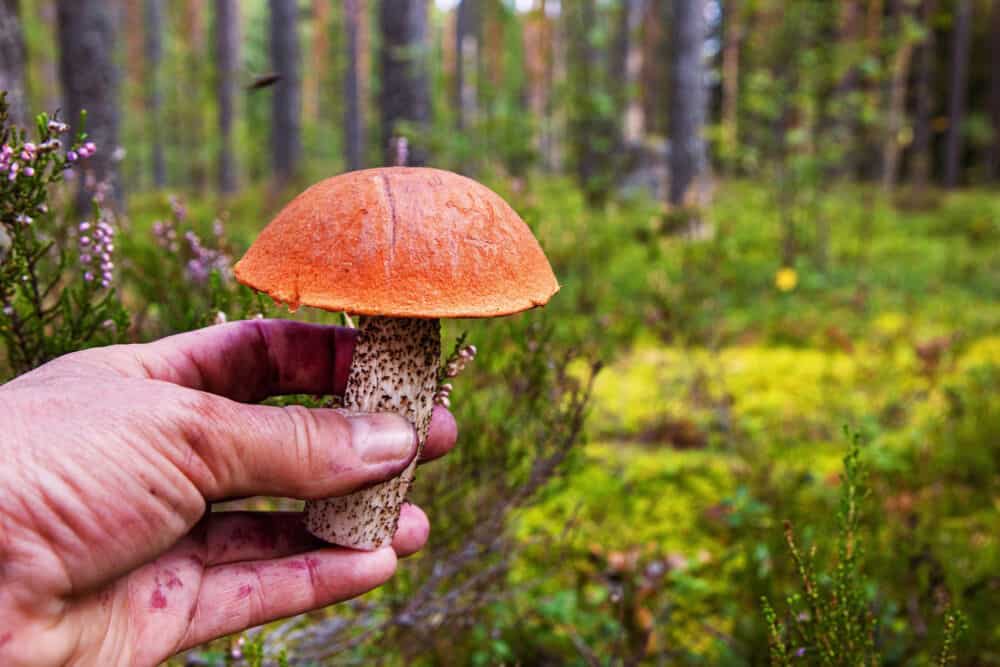 raudonvirsis (leccinum)