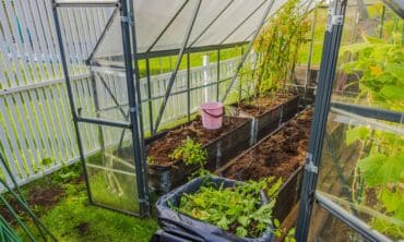 Po pomidorų šiltnamyje ekspertai rekomenduoja sėti sideratus
