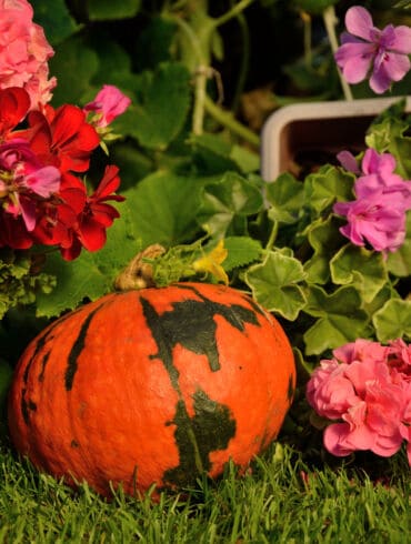 Pelargonijų priežiūra rudenį ir paruošimas žiemai