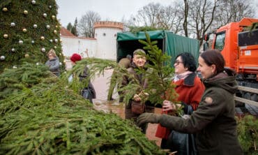 Nemokamos eglių ir pušų šakos