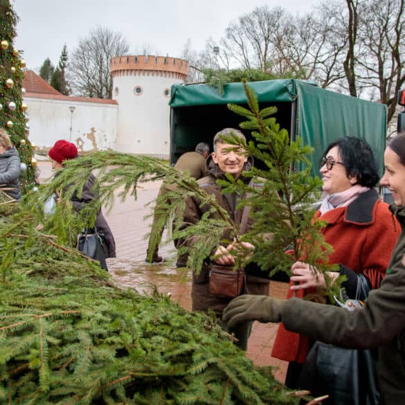 Nemokamos eglių ir pušų šakos