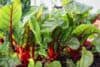 Mangoldai / Shutterstock
