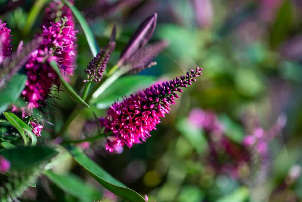 Kokias gėles sėti gruodžio mėnesį: veronika / Shutterstock