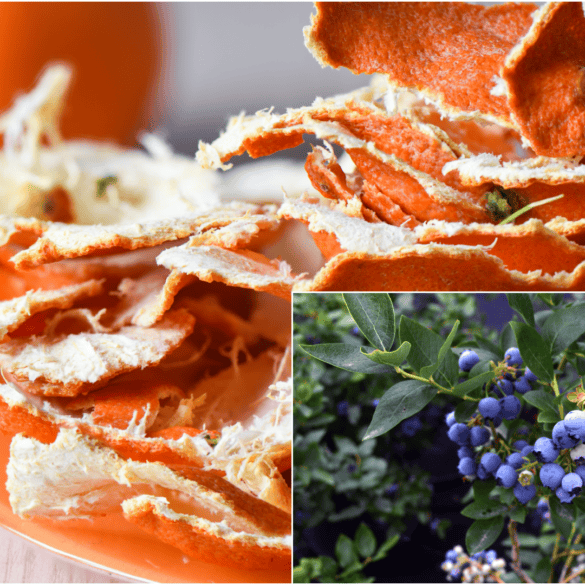 Mandarinų žievelės sode: trąšos šilauogėms ir apsaugą nuo skruzdėlių