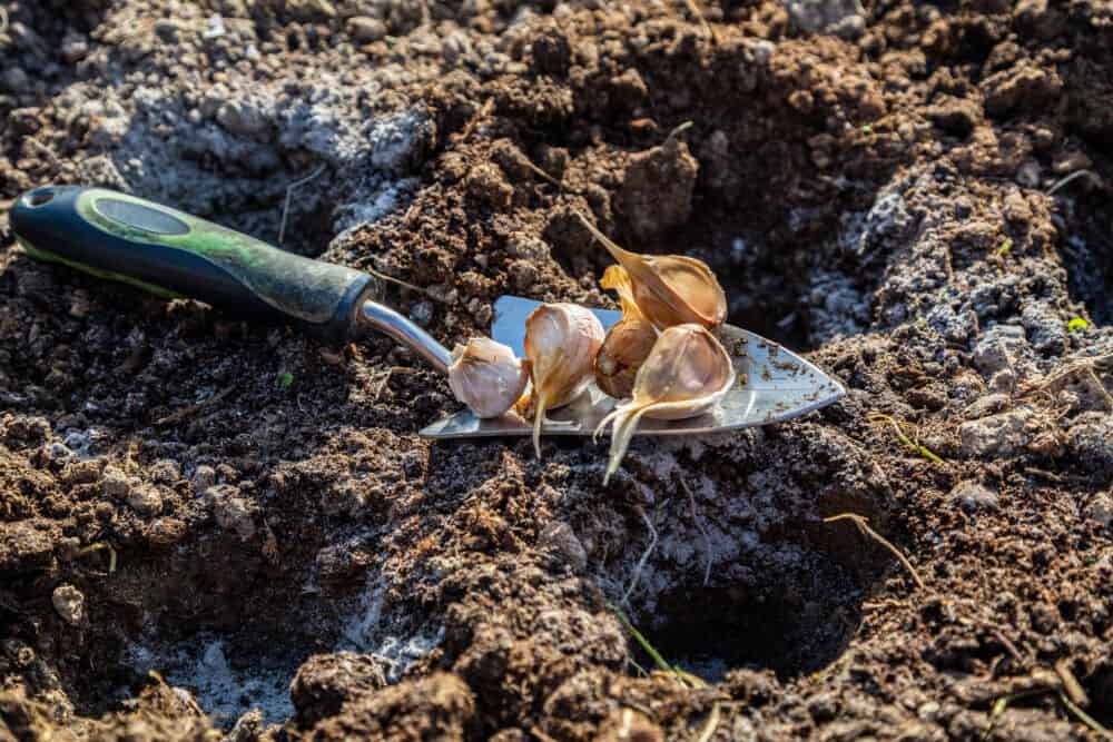 Į duobutes sodinant česnakus pilamas smėlis / Shutterstock