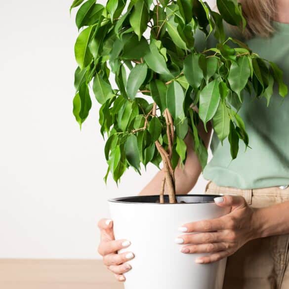 Fikusas / Shutterstock