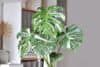 Kambarinis augalas 2026: monstera
