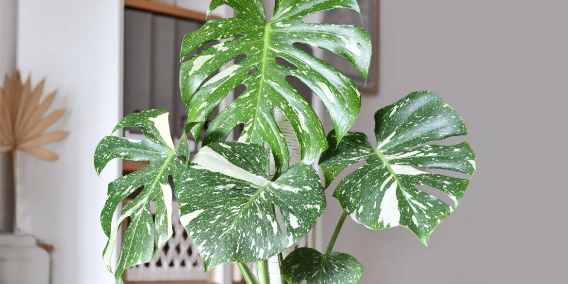 Kambarinis augalas 2026: monstera