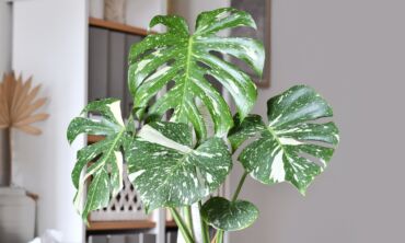 Kambarinis augalas 2026: monstera