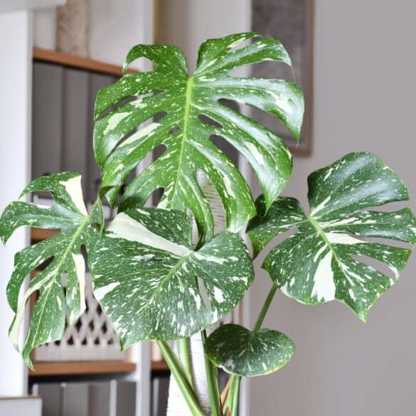 Kambarinis augalas 2026: monstera