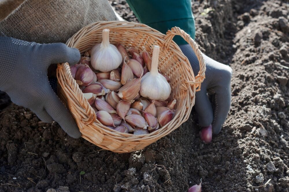 Žieminių česnakų sodinimas / Shutterstock