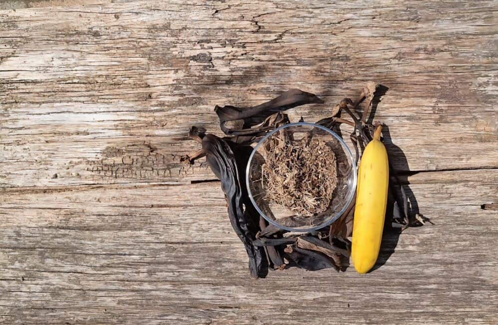 Džiovintos bananų žievelės ir jų milteliai augalams / Shutterstock
