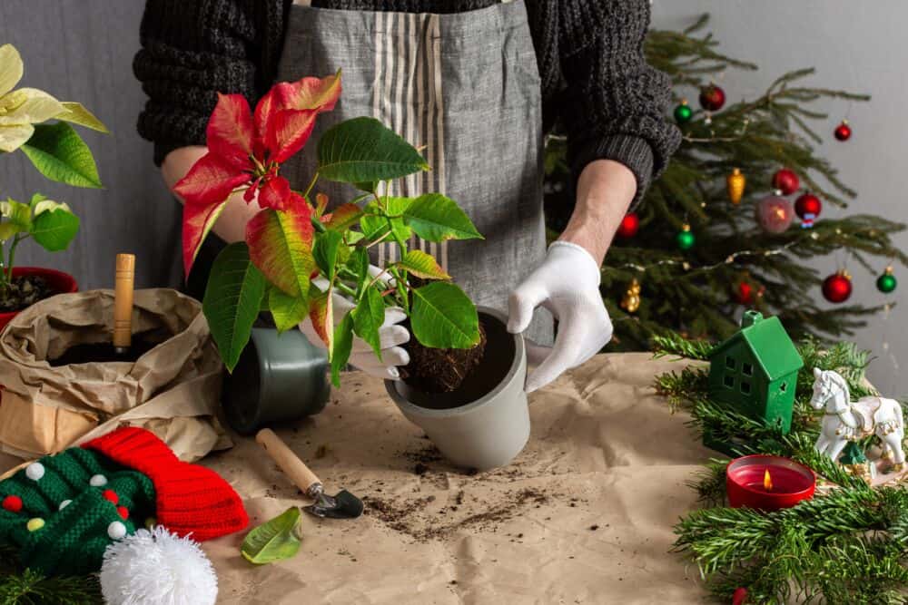 Puansetijos persodinimas / Shutterstock
