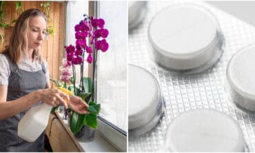 Gintaro rūgštis augalams: idealu orchidėjoms ir daigams