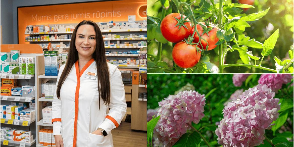Jodas pomidorams, aspirinas - hortenzijoms: kas iš tiesų veikia