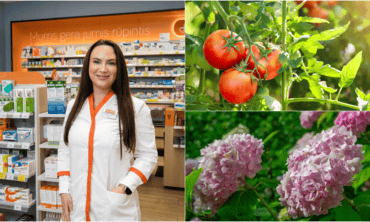 Jodas pomidorams, aspirinas - hortenzijoms: kas iš tiesų veikia