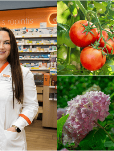 Jodas pomidorams, aspirinas - hortenzijoms: kas iš tiesų veikia
