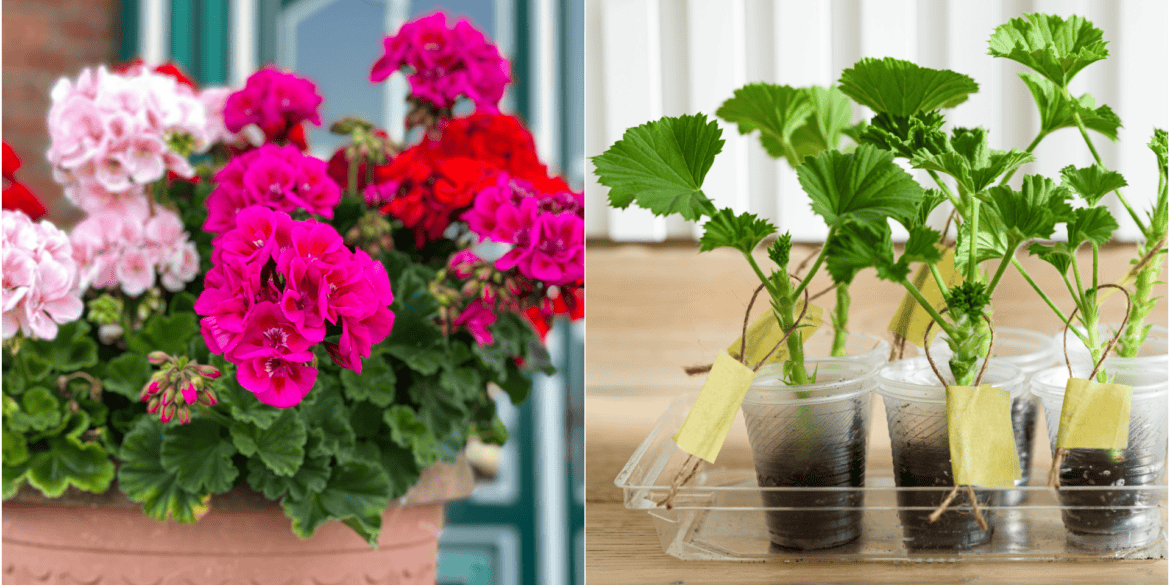 Pelargonijų dauginimas: 2026 didysis gidas