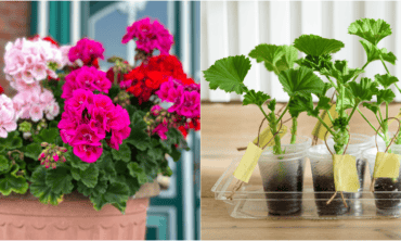 Pelargonijų dauginimas: 2026 didysis gidas